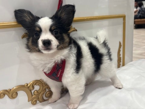 2025/05/02  なんでも興味津々👀‼️元気くんです🌟🐾