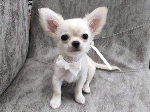 2025.5.2撮影　大きなお耳とくりくりおめめ🐾