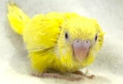 セキセイインコ ヒナ