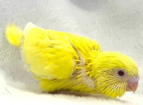 おめめがアルビノのルチノーちゃんです⭐️