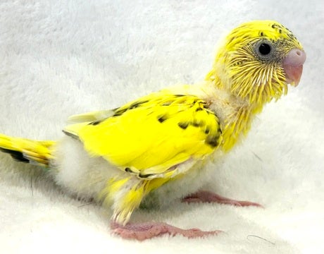 可愛いカラーです💛