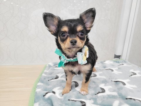 2025/05/02撮影　これからお姉ちゃんになっていきます(*´▽｀*)