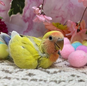 【2025年4月9日撮影✨】お店に来たばかりの頃です✨