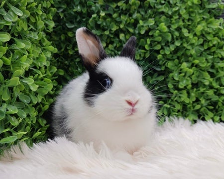 かわいいお顔の子です🥰