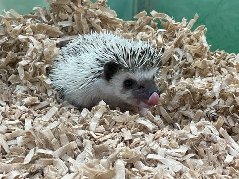 ぺろんっ