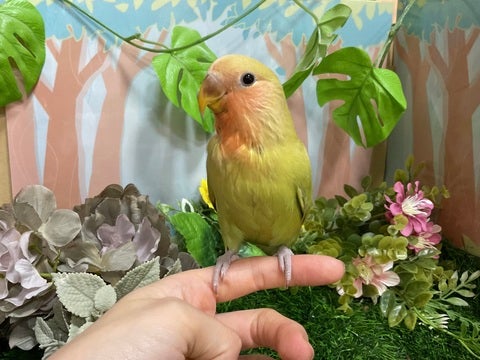まだ1日2回でさし餌とシード食の練習中です！