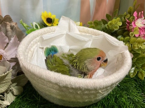 1日4回でさし餌を食べています🍴