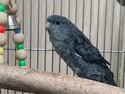 コミュニケーションバード