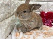 ロップイヤーラビット