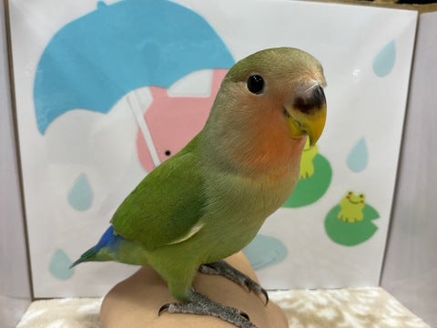 なでなで大好き✨