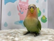 コミュニケーションバード