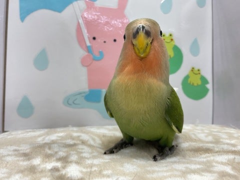 きゅるん💕