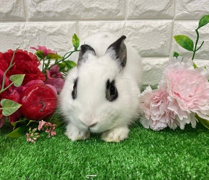 R7 3月8日撮影🌸