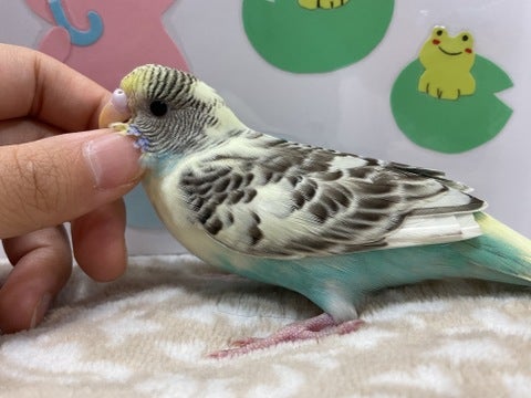 なでなでできます💕