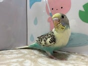 コミュニケーションバード