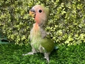 コザクラインコ ヒナ (色変わり)