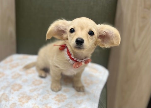 2025/05/02 どこかに飛べそうなお耳です💓チャームポイント💫