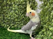オカメインコ ヒナ