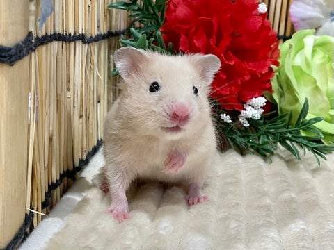 5/2撮影　※写真はイメージです※