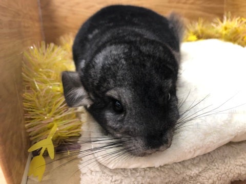 【5月2日撮影】ナデナデさせてくれます