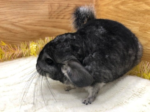 【5月2日撮影】