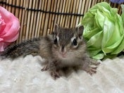 4/16撮影　※写真はイメージです※