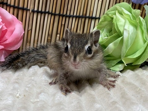 4/16撮影　※写真はイメージです※
