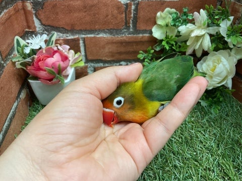 頭ナデナデされるのが好きです💖