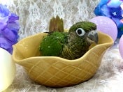 ホオミドリアカオウロコインコ ヒナ