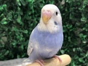 とっても綺麗なカラーです⭐️5/2