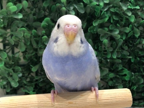 ニッコリ