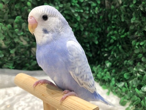 つやつや～