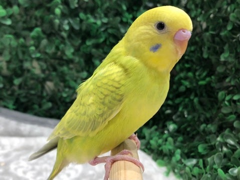 ドヤ