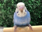 もちもちふっくら5/2