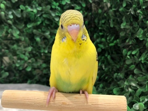 ちらちら