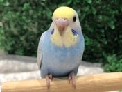 とってもきれいなセキセイちゃん🤩5/2