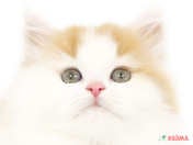 825860_ext_33_0_L.jpg