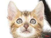 ベンガル