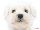 ミニチュア・シュナウザー