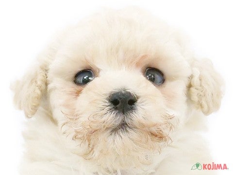 東京都のトイプードル(トイ) (コジマ町田店/2025年2月27日生まれ/男の子/クリーム)の子犬