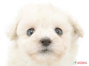 825734_ext_33_0_L.jpg