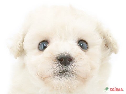 東京都のトイプードル(トイ) (コジマ国領店/2025年2月27日生まれ/男の子/クリーム)の子犬