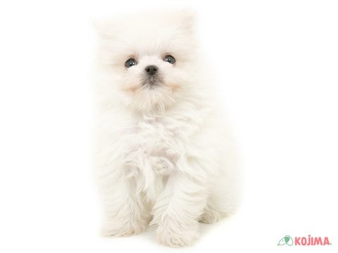 5/3撮影♬　マズルもあんよも短めさん👶