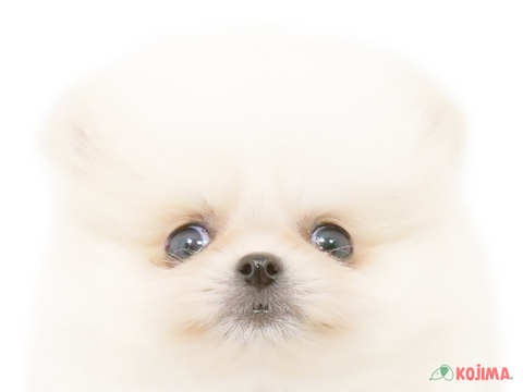 東京都のポメラニアン (コジマGRAND亀戸店/2025年3月3日生まれ/女の子/クリーム)の子犬