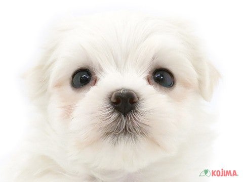 千葉県のマルチーズ (コジマウエルケアセンター/2025年3月3日生まれ/男の子/ホワイト)の子犬