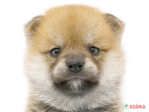 千葉県の豆柴 (コジマウエルケアセンター/2025年3月4日生まれ/男の子/赤)の子犬
