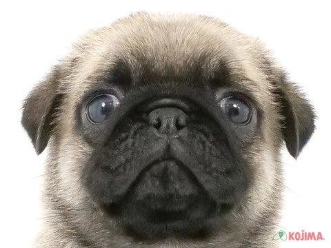 千葉県のパグ (コジマウエルケアセンター/2025年3月2日生まれ/男の子/フォーン)の子犬