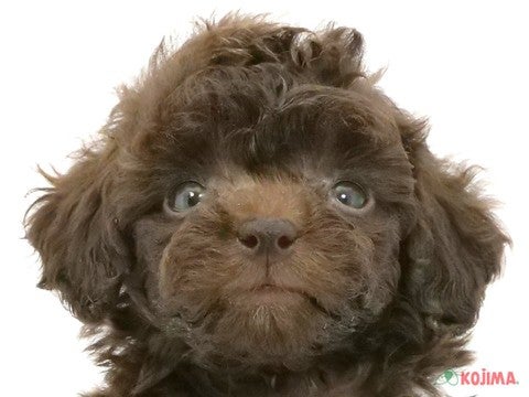 神奈川県のトイプードル(トイ) (コジマベイタウン横浜本牧店/2025年3月2日生まれ/女の子/ブラウン)の子犬