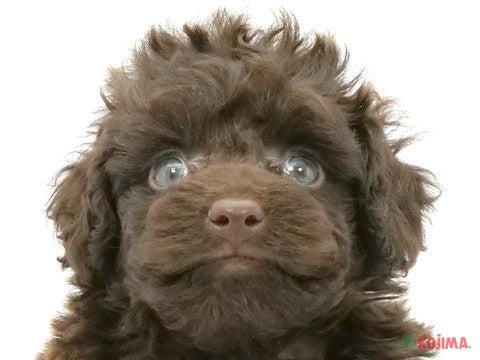 千葉県のトイプードル(トイ) (コジマアリオ蘇我店/2025年3月3日生まれ/男の子/ブラウン)の子犬