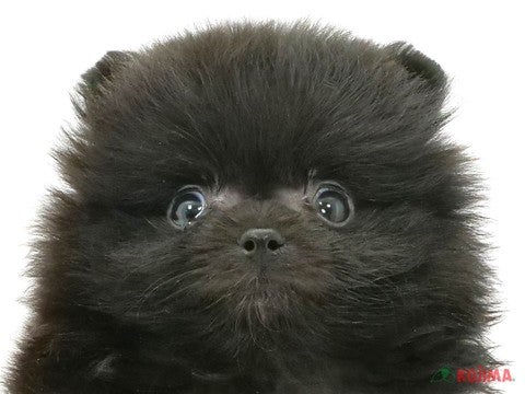 千葉県のポメラニアン (コジマウエルケアセンター/2025年3月4日生まれ/男の子/ブラック)の子犬